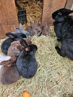 3 vrouwtjes konijnen groot ras 10 weken oud, Animaux & Accessoires, Lapins
