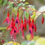 Fuchsia 'Riccartonii, winterharde Fuchsia, Tuin en Terras, Bodembedekkers, Vaste plant, Ophalen of Verzenden, Halfschaduw