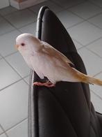 2 HANDTAMME WITTE ALBINO GRASPARKIETJES met RODE OGEN 2025, Dieren en Toebehoren, Vogels | Parkieten en Papegaaien, Meerdere dieren