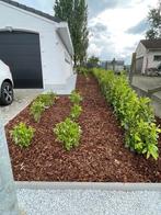 Laurierhaag, Enlèvement