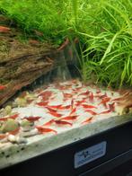 Rode garnalen (neocaridina), Dieren en Toebehoren, Vissen | Aquariumvissen