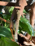 Kameleon gekko / Eurydactilodes agricolae