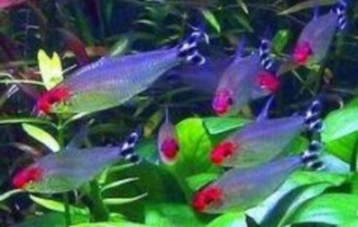 Aanbieding!!! Roodkopzalmen 10 stuks voor € 17,50!!!, Dieren en Toebehoren, Vissen | Aquariumvissen, Zoetwatervis, Vis