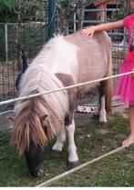 Zeer unieke shetlander de liefste bonte stamboek hengst, Dieren en Toebehoren, Pony's, Hengst, Gechipt