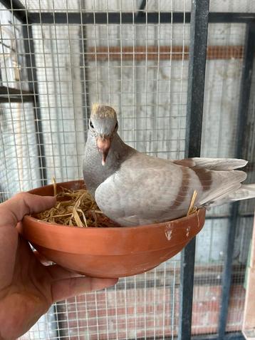 Jonge vale witpen 2025, Mâle, Pigeon voyageur