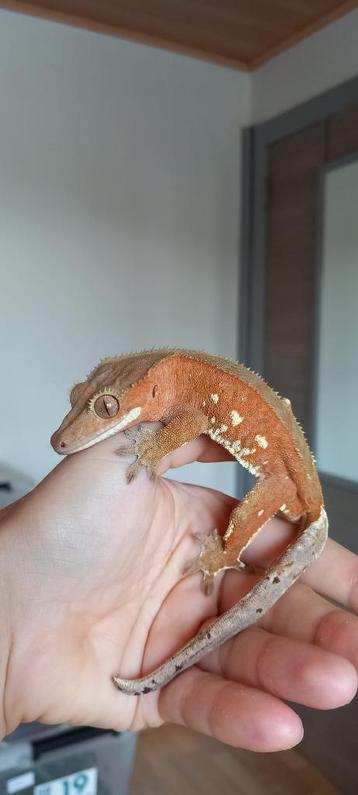 PET ONLY wimpergekko man beschikbaar voor biedingen