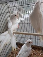 Valkparkieten, Dieren en Toebehoren