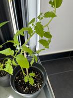 Kerstomaatjes plantjes, Tuin en Terras, Planten | Tuinplanten, Ophalen