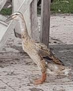 Loopeend hen, Dieren en Toebehoren, Pluimvee