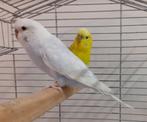 Koppel grasparkieten te koop, Dieren en Toebehoren, Februari, Meerdere dieren