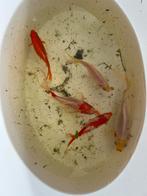 Siervissen - goudvissen sluierstaart, Poisson(s) rouge(s)