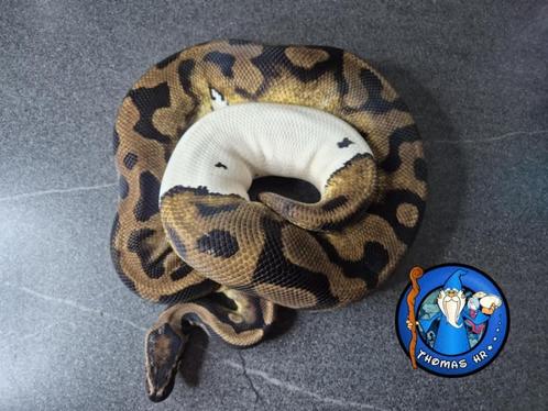 Python regius, Dieren en Toebehoren, Reptielen en Amfibieën, Slang, 3 tot 6 jaar