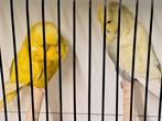 Engelse grasparkieten einde hobby, Dieren en Toebehoren, Vogels | Parkieten en Papegaaien
