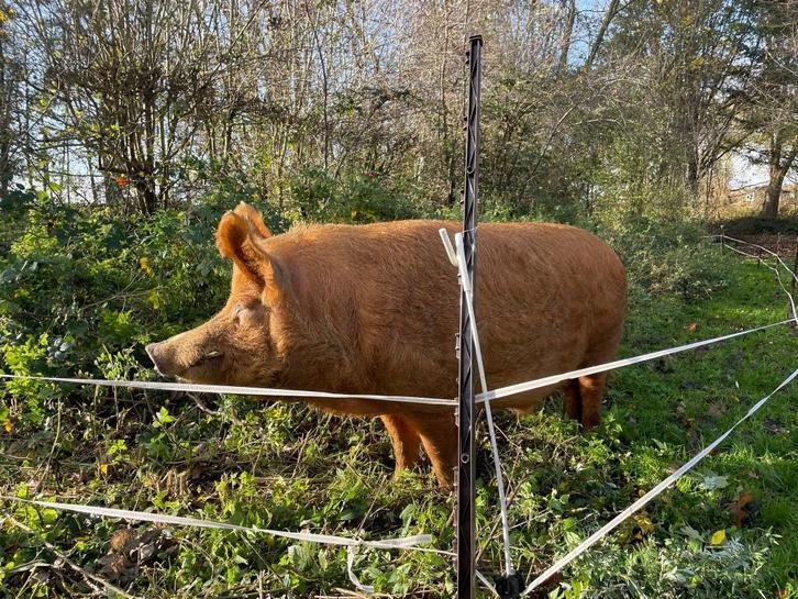 Tamworth Varken, Dieren en Toebehoren, Schapen, Geiten en Varkens, Varken, Mannelijk, 3 tot 5 jaar