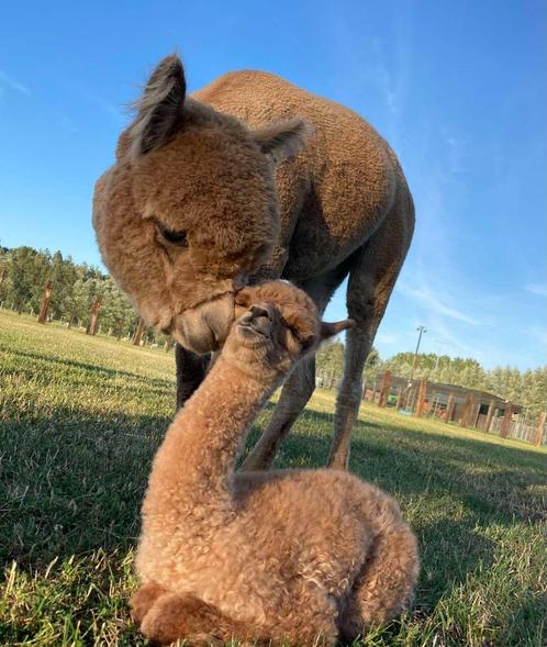 alpaca's te koop veulens(hengst-merries) volwassen merries, Dieren en Toebehoren, Overige Dieren, Meerdere dieren