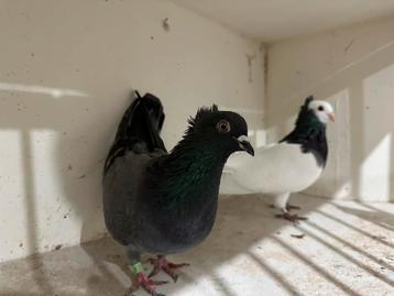 Hoogevliegers serbiesch duiven beschikbaar voor biedingen