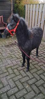 Super mooi a merrie  veulen  mini paardtje, Dieren en Toebehoren, Pony's, Merrie