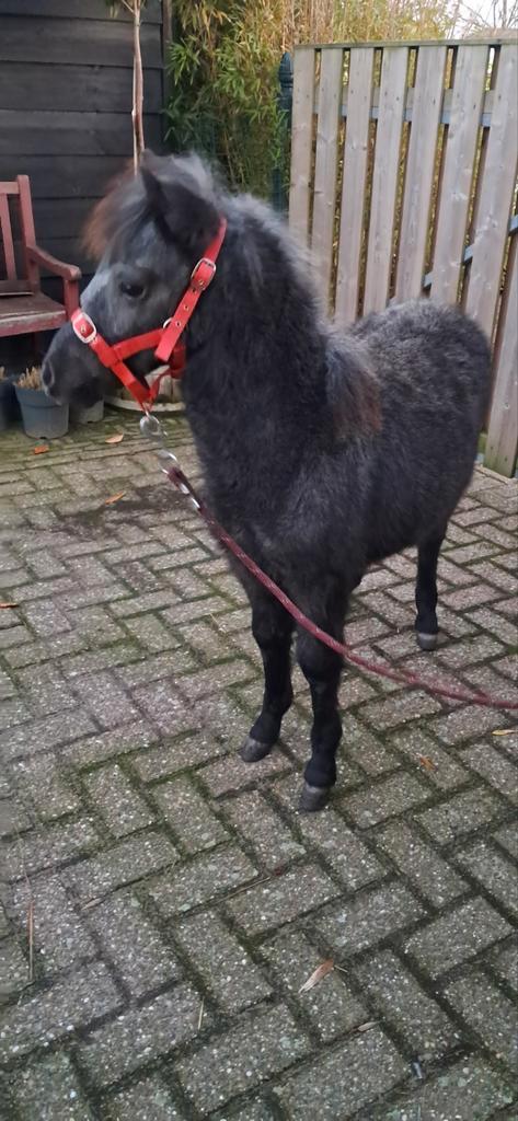 Super mooi a merrie  veulen  mini paardtje, Dieren en Toebehoren, Pony's, Merrie