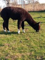 Alpaca hengst, Dieren en Toebehoren, Overige Dieren, Maart, Mannelijk