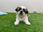 Nestje Shih Tzu pups, Dieren en Toebehoren, België, Overige rassen, 8 tot 15 weken, CDV (hondenziekte)