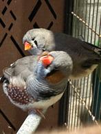 Charcoals split zebravinken 2 koppels, Dieren en Toebehoren, Vogels | Overige Vogels, Meerdere dieren, Tropenvogel, Geringd