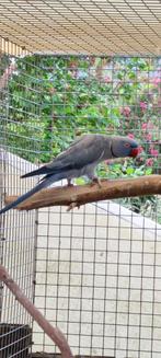 Couple koppel Perruche à collier halsband parkieten, Dieren en Toebehoren, Vogels | Parkieten en Papegaaien, Mannelijk, Parkiet