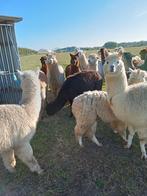 Alpaca, Dieren en Toebehoren, Schapen, Geiten en Varkens