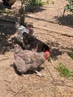 Marans hennen, Kip