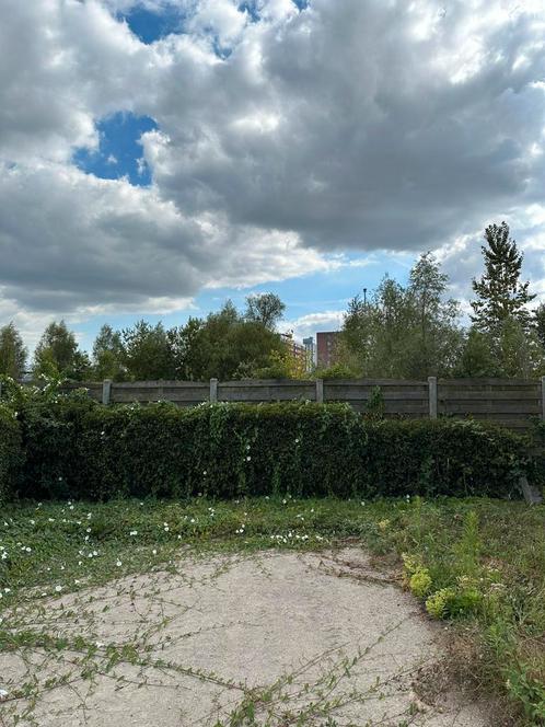Haag Portugese Laurier, Tuin en Terras, Planten | Struiken en Hagen, Haag, Laurier, 250 cm of meer, Ophalen