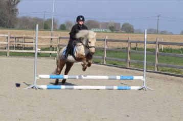 Lieve kinderpony Joe – 9 jaar – 1.16m – ruin beschikbaar voor biedingen