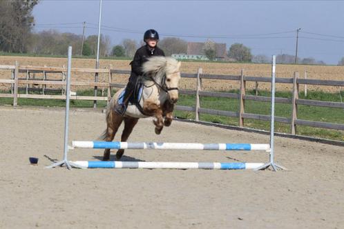 Lieve kinderpony Joe – 9 jaar – 1.16m – ruin, Dieren en Toebehoren, Pony's