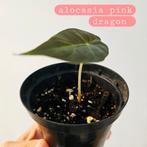 alocasia pink dragon, Huis en Inrichting, Kamerplanten, Ophalen