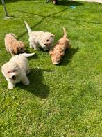 Chiots Maltipoo, 15 semaines à 1 an, Étranger, Parvovirose, Autres races