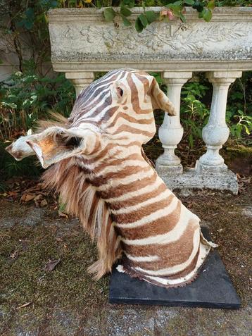 Oud hoofd zebra - zonder schedel - taxidermie  beschikbaar voor biedingen