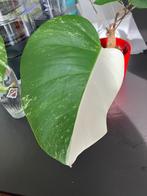 Monstera variegata stekken halfmoon geworteld, Enlèvement