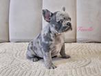 Franse bulldog, Dieren en Toebehoren, België, Fokker | Hobbymatig, CDV (hondenziekte), 8 tot 15 weken