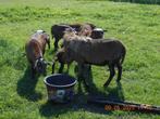 RAM   SCHAAP, Schaap