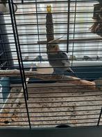 Mannelijke valkparkiet, Dieren en Toebehoren, Tam