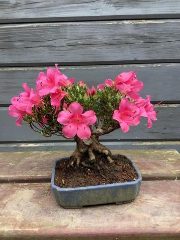 Azalea shohin roze 