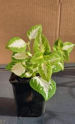 Siernetel Coleus, Huis en Inrichting, Kamerplanten, Ophalen, Overige soorten, Halfschaduw, In pot