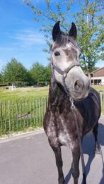 paard merrie, Dieren en Toebehoren, Paarden, Merrie, Zadelmak, Gechipt, 3 tot 6 jaar