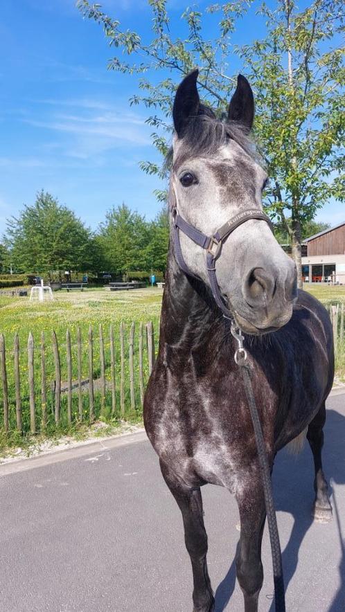 paard merrie, Dieren en Toebehoren, Paarden, Merrie, Zadelmak, 3 tot 6 jaar, Gechipt, Ontwormd, Ingeënt