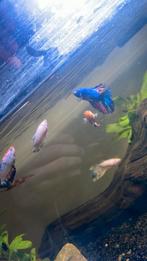 Jonge betta vissen, Dieren en Toebehoren, Vissen | Aquariumvissen, Vis, Zoetwatervis
