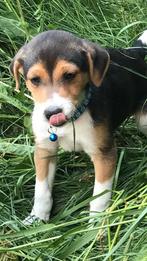 Mooie boerenfox pups. Tricolor., Dieren en Toebehoren, Honden | Jack Russells en Terriërs, België, Fokker | Hobbymatig, Overige rassen