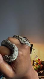 Heterodon nasicus, Met terrarium