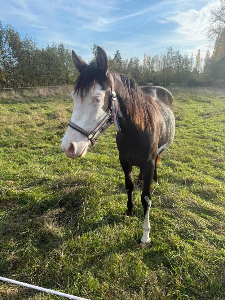 Prachtige paint merrie, Dieren en Toebehoren, Paarden, Merrie