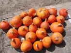 verse pompoenen: poti marron, Diversen, Levensmiddelen, Ophalen
