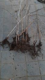 10 plants de Framboisier, Enlèvement ou Envoi