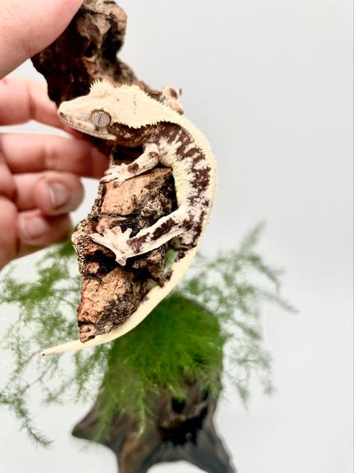 High end LW baby, Dieren en Toebehoren, Reptielen en Amfibieën