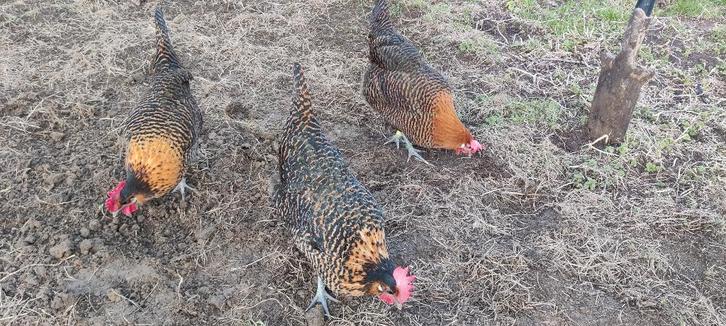 Broedeieren goudbrakel / zwartkop, Dieren en Toebehoren, Pluimvee, Kip, Geslacht onbekend